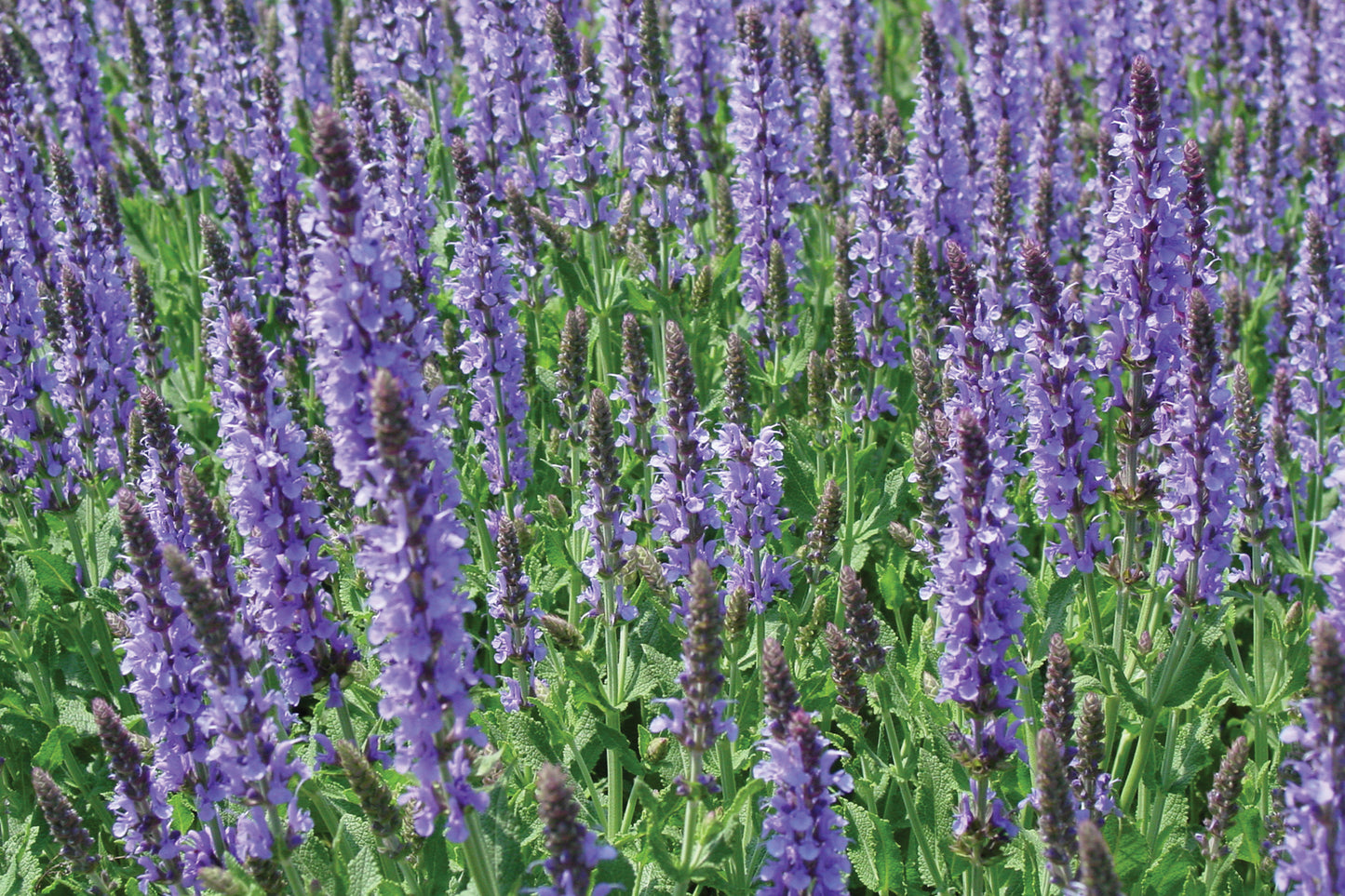 Creek Hill Nursery / Salvia nemerosa 'Blue Hill'