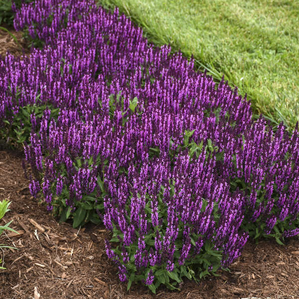 3 Salvia nemorosa 'Bumbleberry' Live Perennial Plants. Stunning Colors. Attracts Hummingbirds and Butterflies. Loves Sun. Easy to Grow