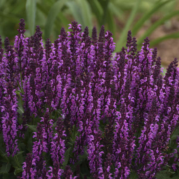 3 Salvia nemorosa 'Bumbleberry' Live Perennial Plants. Stunning Colors. Attracts Hummingbirds and Butterflies. Loves Sun. Easy to Grow