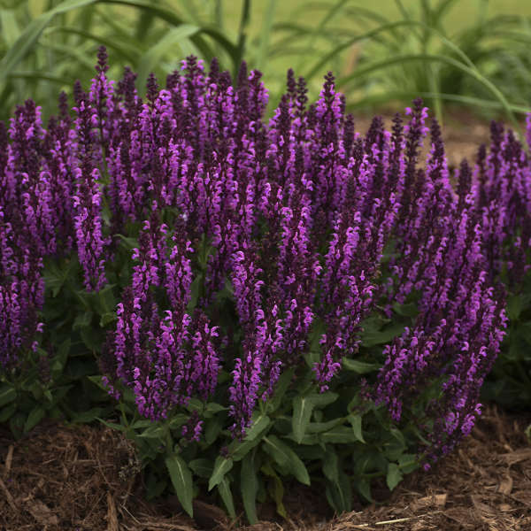 3 Salvia nemorosa 'Bumbleberry' Live Perennial Plants. Stunning Colors. Attracts Hummingbirds and Butterflies. Loves Sun. Easy to Grow