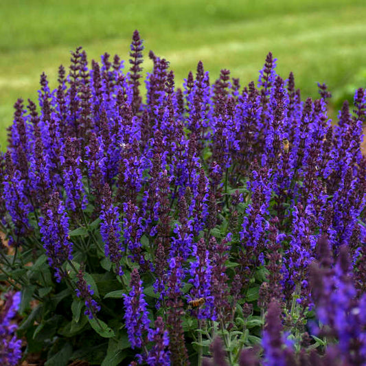 3 Salvia nemorosa 'Bumbleblue' Starter Perennial Plants. Stunning Colors. Attracts Butterflies and Hummingbirds.