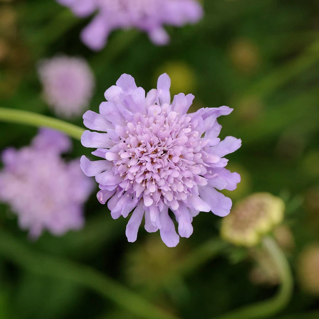 3 Live Scabiosa Columbaria 'Butterfly Blue' Perennial Plants. Pollinator. Attracts Butterflies. Loves Sun. Easy to Grow.