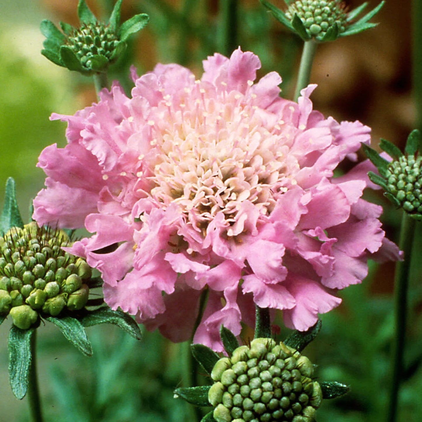 3 Live Scabiosa Pink Perennial Plants. Pollinator. Attracts Butterflies. Loves Sun. Easy to Grow.