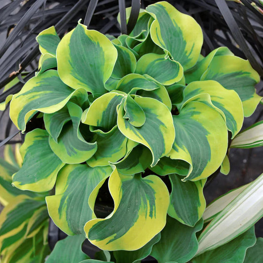 3-Pack Miniature Hosta Garden: 'Blue Mouse Ears', 'School Mouse' & 'Mini Skirt'