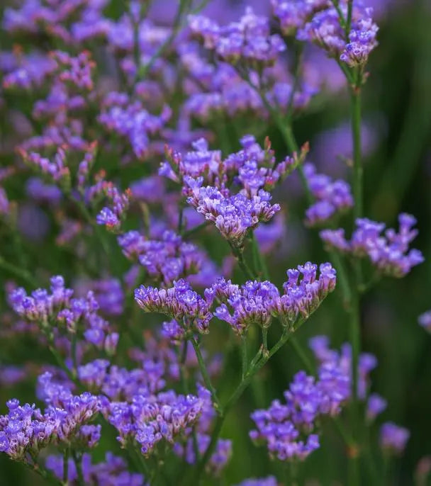 Limonium gmelinii Sea Lavender Dazzle Rocks Perennials