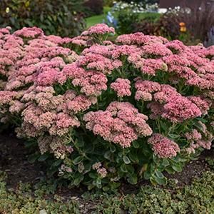 Swift Greenhouses, Inc. / Sedum 'Autumn Joy'