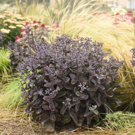 3-Pack Sedum 'Back in Black' Perennial Succulents. Super Healthy and Ready to Plant. Shipped Trimmed.