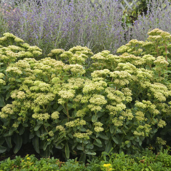 2 Sedum 'Lemon Jade' Starter Perennial Succulents. Super Healthy and Ready to Plant. Shipped Trimmed.