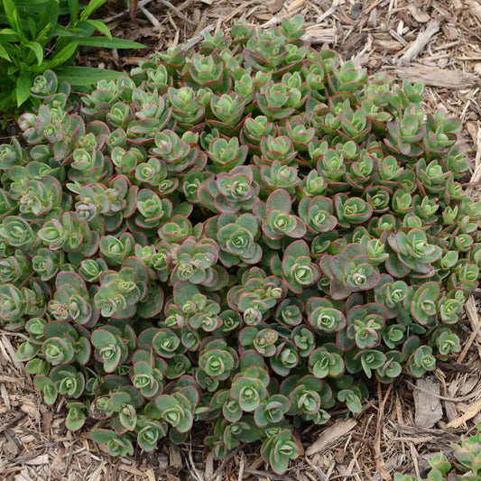 4 Sedum Mini 'Lime Zinger' Perennial Succulent Ground Cover. Stunning. Easy to Grow. Great for Rock Garden.