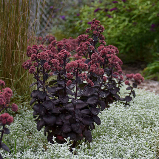 Sedum 'Night Embers' Perennial. Super Healthy. Shipped Dormant and Bareroot.