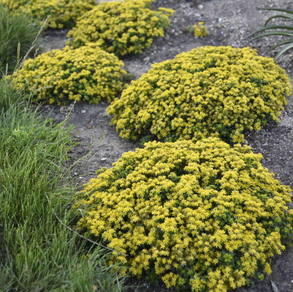 Walters Gardens, Inc. / Sedum 'Little Miss Sunshine'