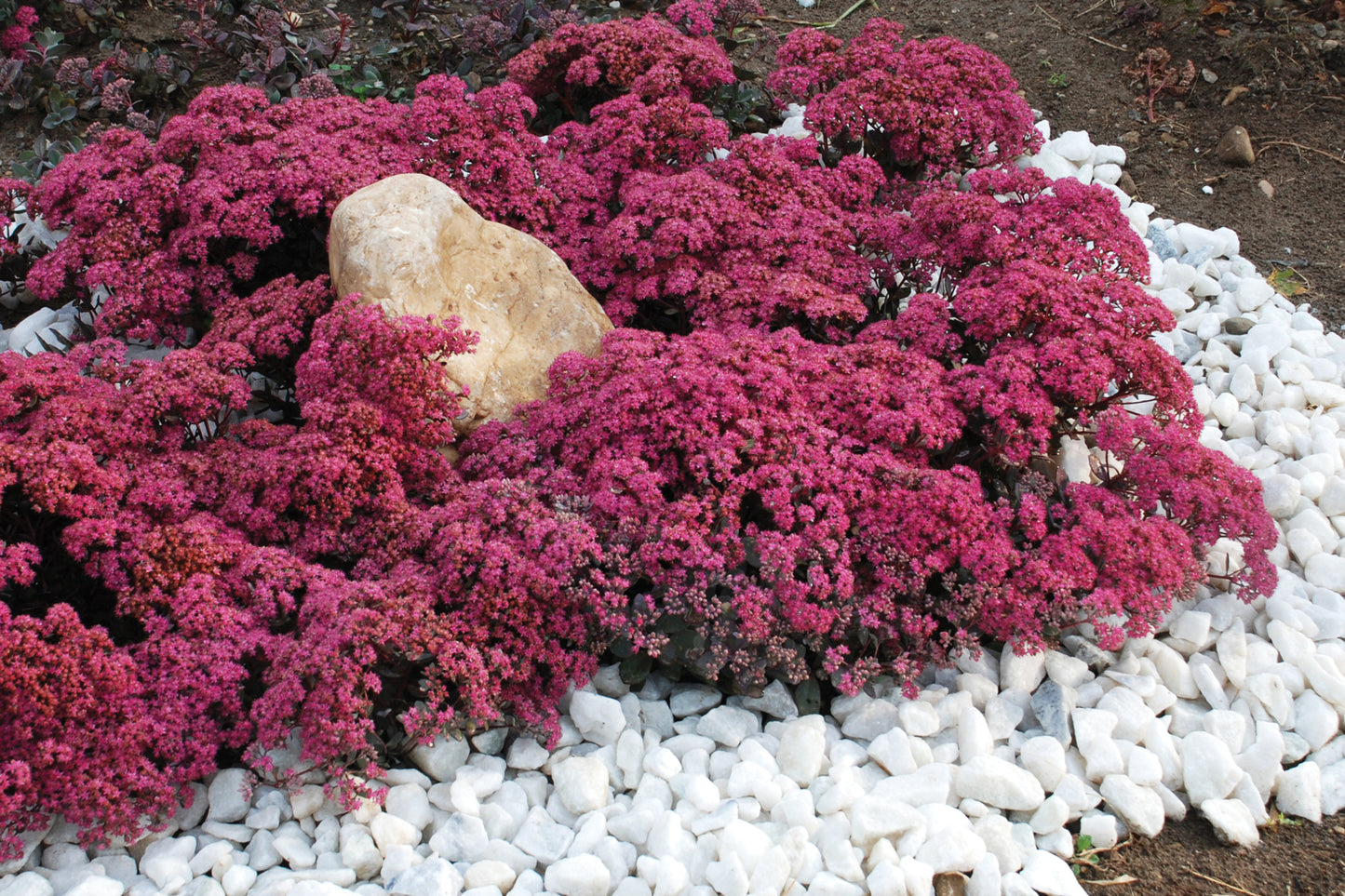 Creek Hill Nursery / Sedum 'Sunsparkler Dazzleberry'