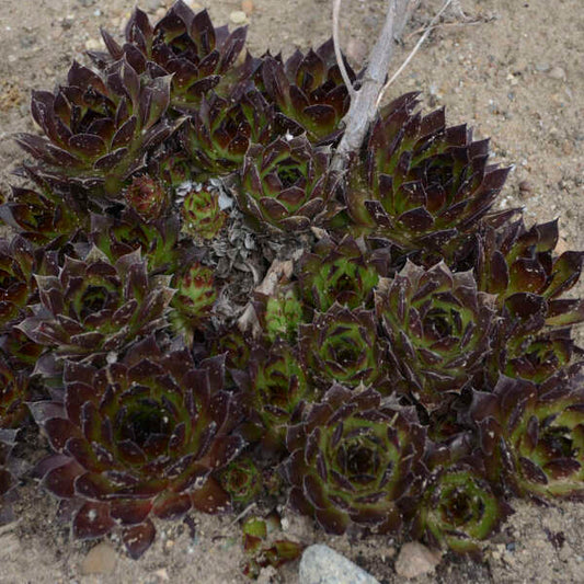 3 Large Sempervivum 'Black' Hens & Chicks Starter Succulents. Super Healthy Perennial. Stunning Black Color.