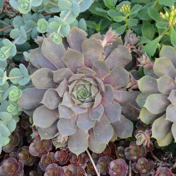 large hens and chicks succulent 3 Sempervivum 'Pacific Blue Ice' Hens & Chicks Starter Succulents. Super Healthy Perennial