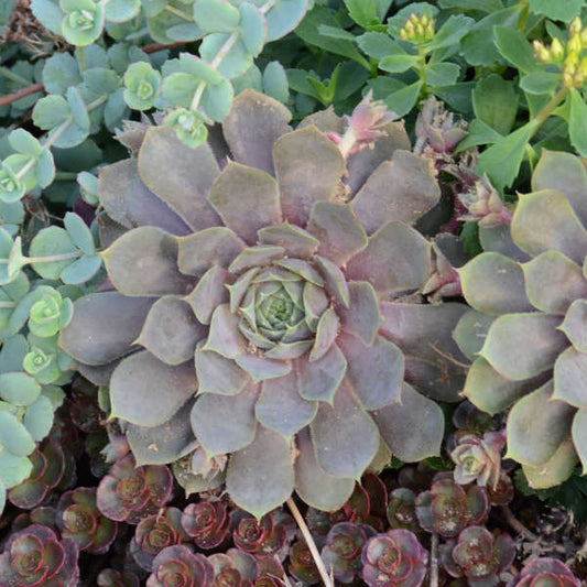 3 Sempervivum 'Pacific Blue Ice' Hens & Chicks Starter Succulents. Super Healthy Perennial.
