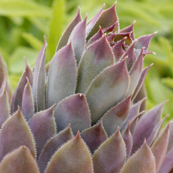 3 Large Sempervivum 'Purple Beauty' Hens & Chicks Starter Succulents. Super Healthy Perennial.