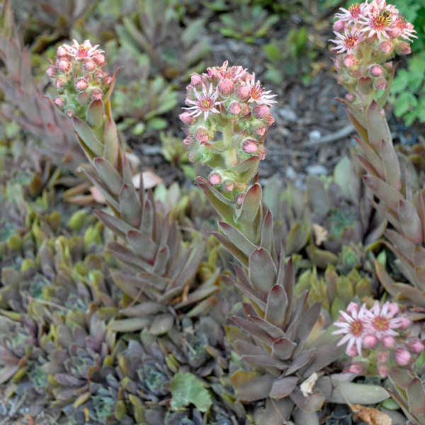 3 Large Sempervivum 'Purple Beauty' Hens & Chicks Starter Succulents. Super Healthy Perennial.