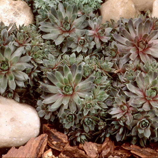 3 Large Sempervivum 'Purple Beauty' Hens & Chicks Starter Succulents. Super Healthy Perennial.
