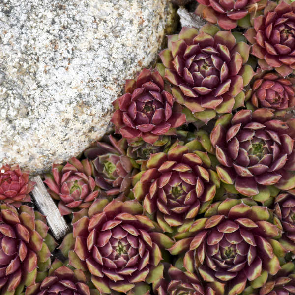 3 Large Sempervivum 'Ruby Heart' Hens & Chicks Starter Succulents. Super Healthy Perennial.