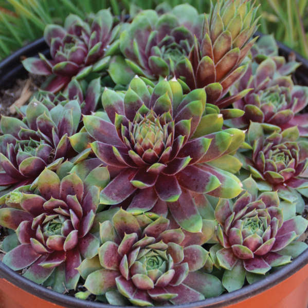 3 Large Sempervivum 'Ruby Heart' Hens & Chicks Starter Succulents. Super Healthy Perennial.