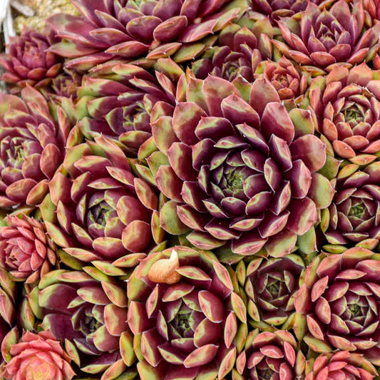 3 Large Sempervivum 'Ruby Heart' Hens & Chicks Starter Succulents. Super Healthy Perennial.