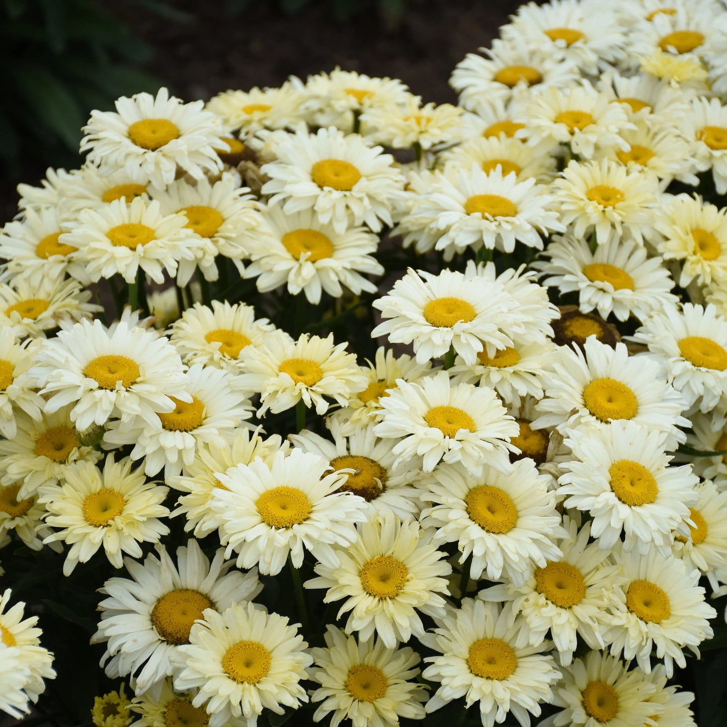 3 Live Banana Cream Yellow Shasta Daises Perennials. Comes Back Every Year. Super Easy to Grow