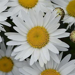 3 Leucanthemum superbum 'Madonna' Shasta Daisy Perennial Starters. Easy to Grow. Love Sun.