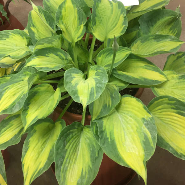 Sister Act Starter Hosta. Super Easy to Grow. Super Cool. Ready for Spring Planting.