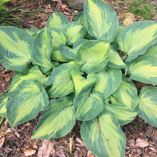 Sister Act Starter Hosta. Super Easy to Grow. Super Cool. Ready for Spring Planting.