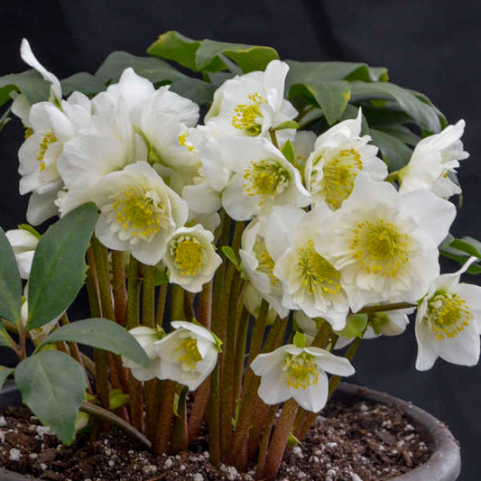 Helleborus 'Snowbells' Christmas Rose Perennial. Late Winter, Early Spring Bloomer.