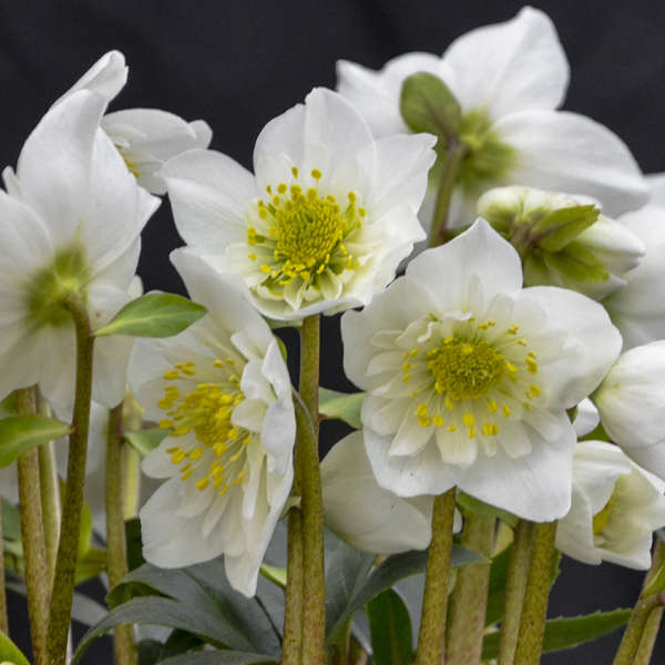 Helleborus 'Snowbells' Christmas Rose Perennial. Late Winter, Early Spring Bloomer.