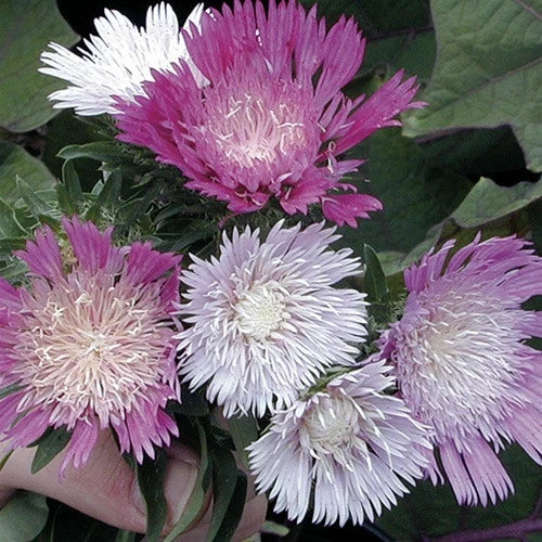 3-Mixed Stokesia laevis Starter Stokes aster Perennials. Large Blooms Summer through Fall. Love Sun.