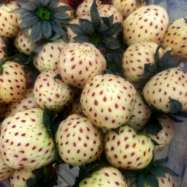 pineapple strawberry plants for sale 10 Strawberries 'White Carolina' Pineberry Bare Root. Unique Pineapple Flavor Profile. Highly Sought After Novel Variety