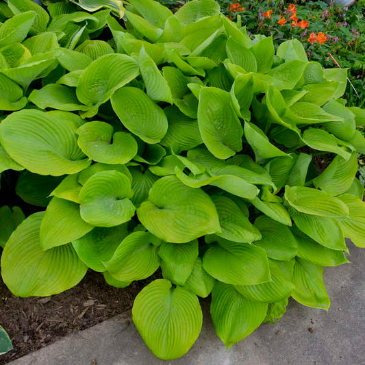 Sum and Substance Starter Live Perennial Hosta. Great Roots. Shipped Trimmed. Stunning Color. Loves Shade. Super Easy to Grow