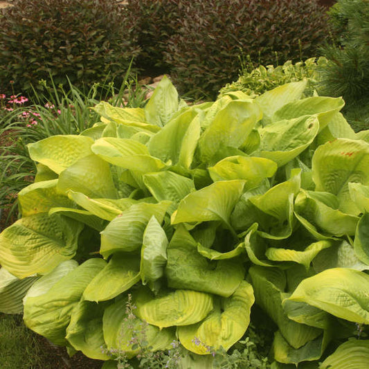 Sum and Substance Starter Live Perennial Hosta. Great Roots. Shipped Trimmed. Stunning Color. Loves Shade. Super Easy to Grow