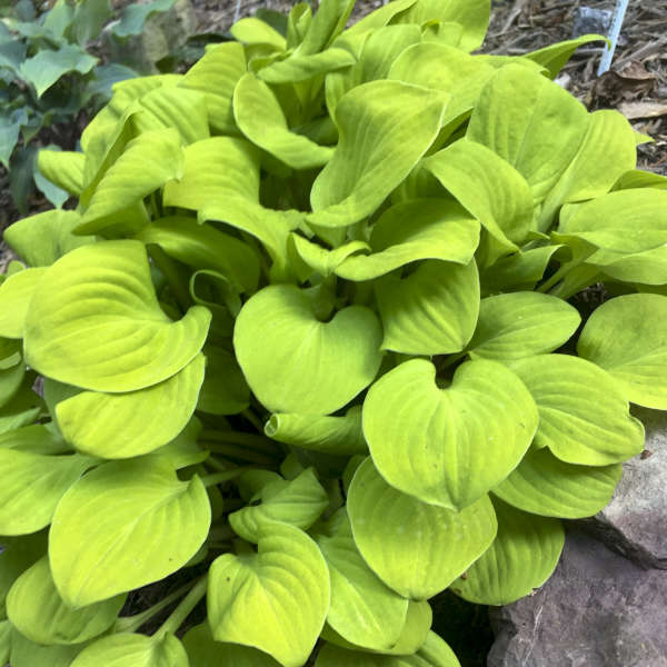 Miniature Sun Mouse Hosta. Super Plant. Loves Sun. Perfect for front of a border, container or fairy garden.