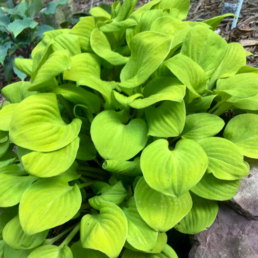 Miniature 'Sun Mouse' Hosta. Super Plant. Loves Sun. Perfect for front of a border, container or fairy garden.