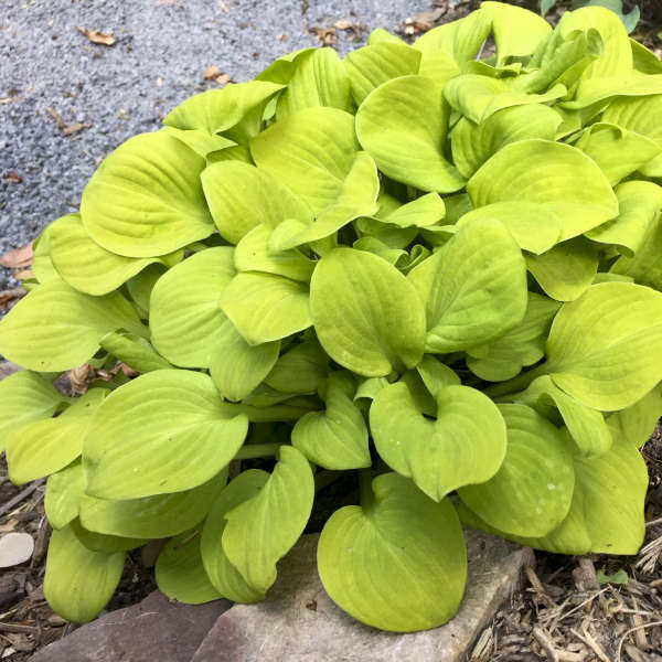 Miniature Sun Mouse Hosta. Super Plant. Loves Sun. Perfect for front of a border, container or fairy garden.
