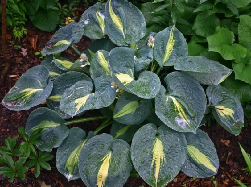 Thunderbolt Hosta Plantain Lily Perennial Starter. Great Roots. Loves Shade. Super Easy to Grow.