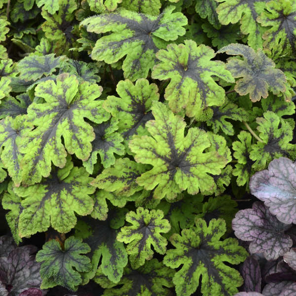 Walters Gardens / Tiarella 'Fingerpaint'