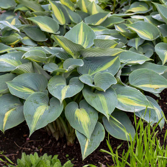 Touch of Class Starter Bareroot Hosta. Loves Shade. Super Easy to Grow.