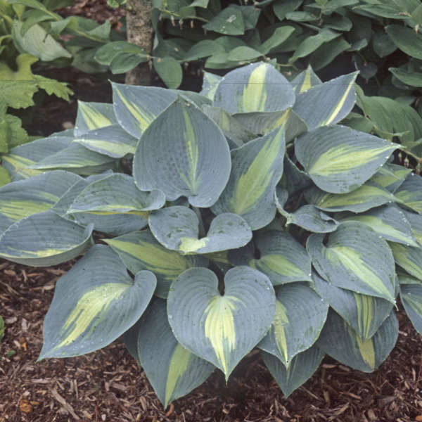 Touch of Class Starter Bareroot Hosta. Loves Shade. Super Easy to Grow.