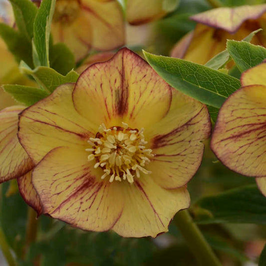 Helleborus 'Tropical Sunset' HONEYMOON® Series Lenten Rose. Creamy Yellow with Vibrant Burgandy Veining.