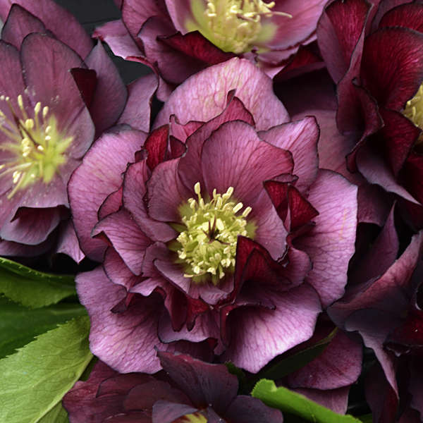 Helleborus WEDDING PARTY® Series Mix. Quick Order Form.