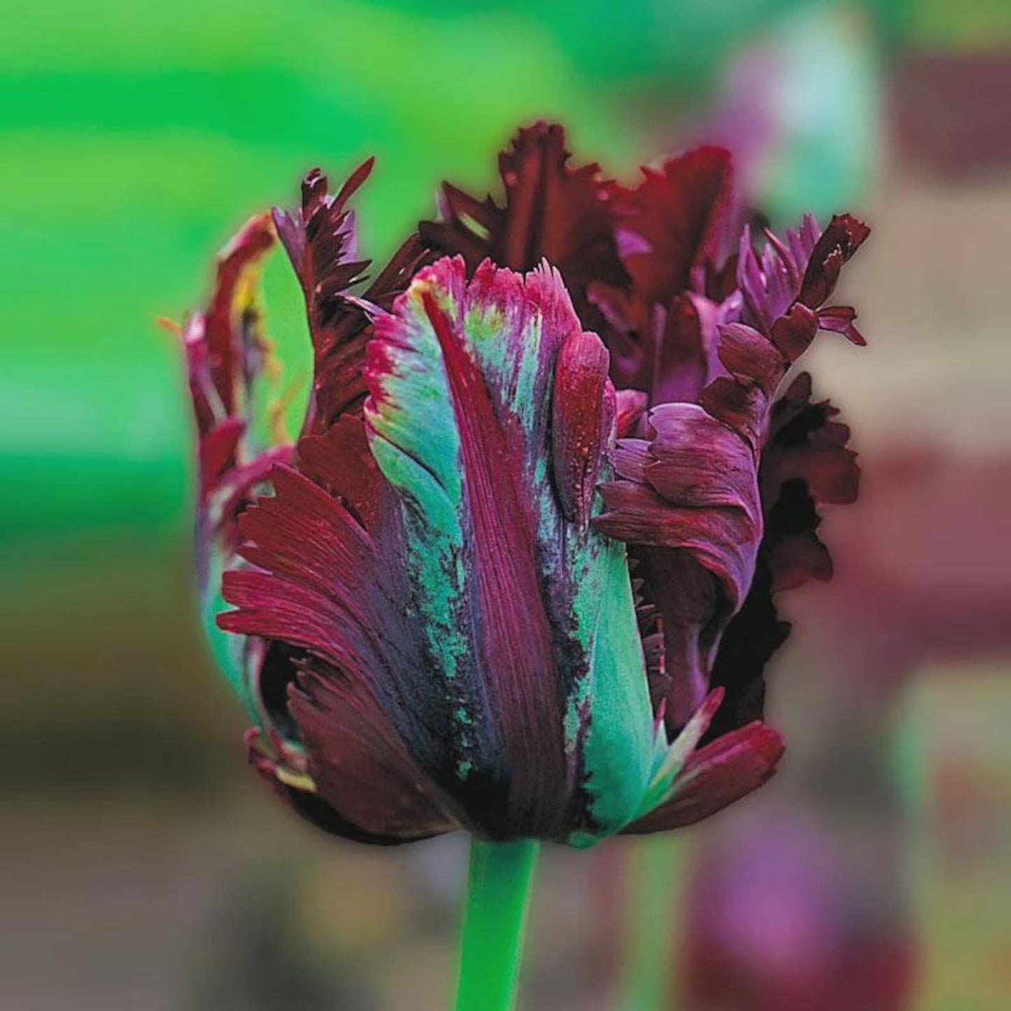 8 Tulip Parrot 'Black Parrot' Starter Perennial Bulbs. Dramatic Standout in Gardens and Arrangements.