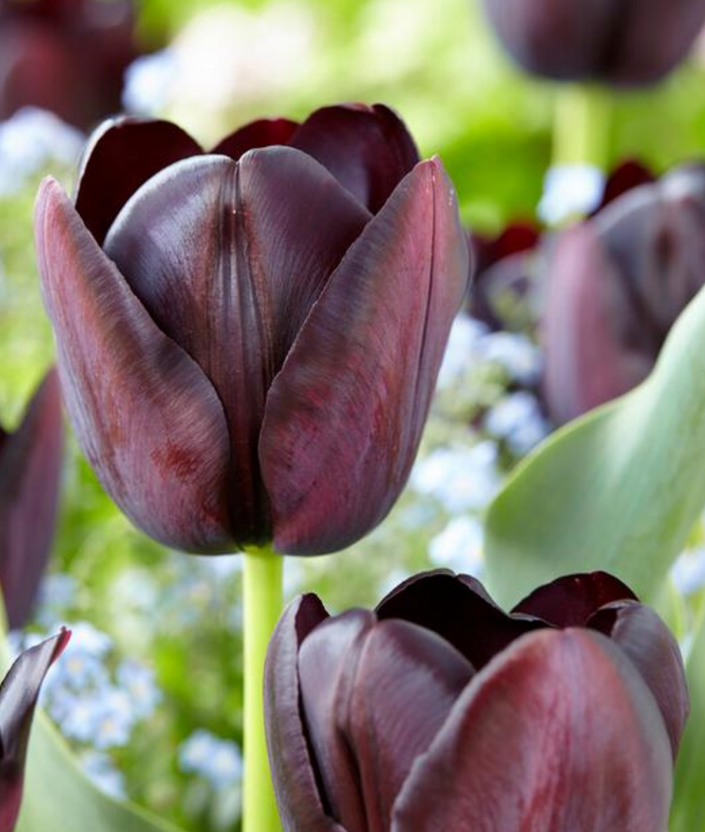 5 Tulip Single Late 'Queen of the Night' Starter Perennial Bulbs. Iconic Deep-Maroon Purple Blooms.