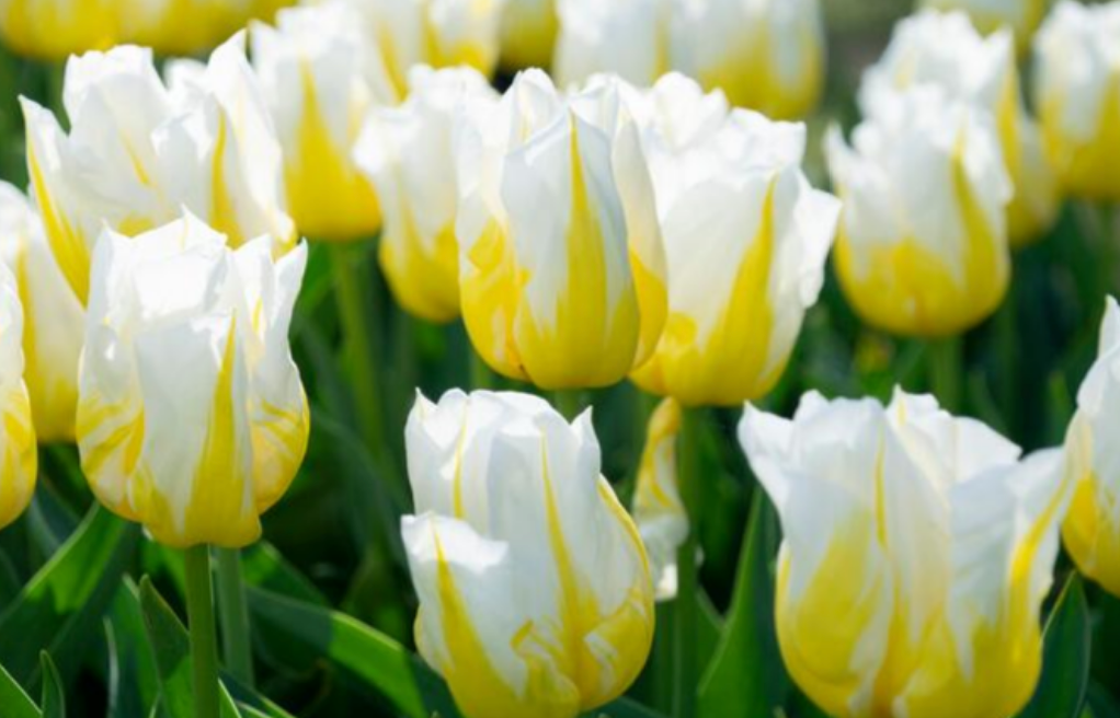 5 Tulip Triumph 'Bingo' Starter Perennial Bulbs. Long-Lasting, Hardy Blooms in Chilly Spring.