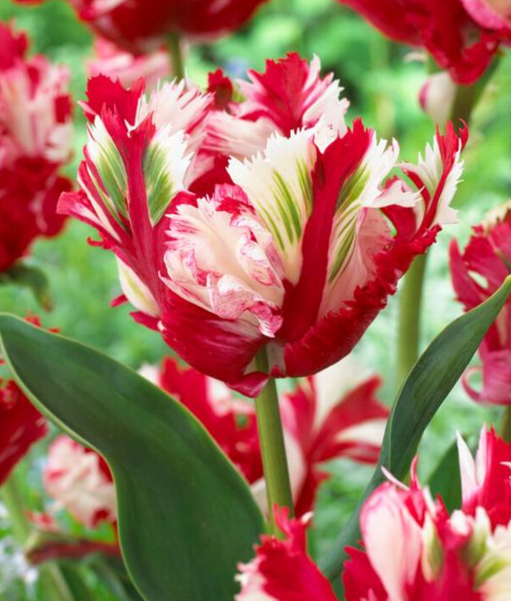 5 Tulip Parrot 'Estella Rijnveld' Starter Perennial Bulbs. Bold Coloration. Standout in Gardens and Arrangements.
