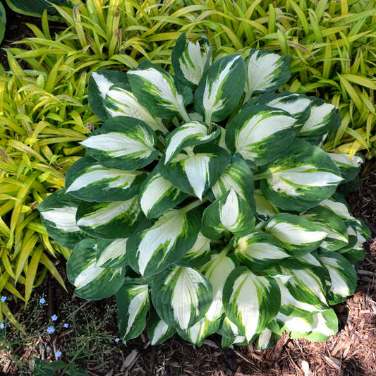 Live Hosta 'Vulcan' Starter Perennial. Loves Shade. Easy to Grow.