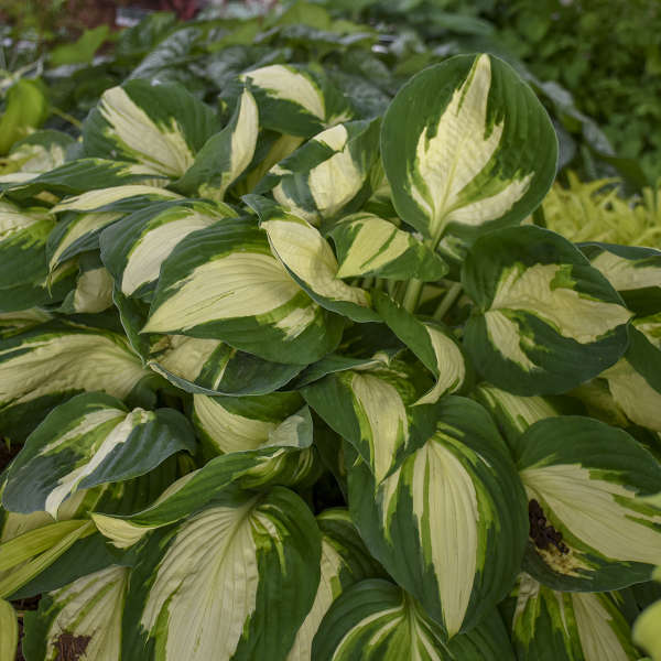 Live Hosta 'Vulcan' Starter Perennial. Loves Shade. Easy to Grow.